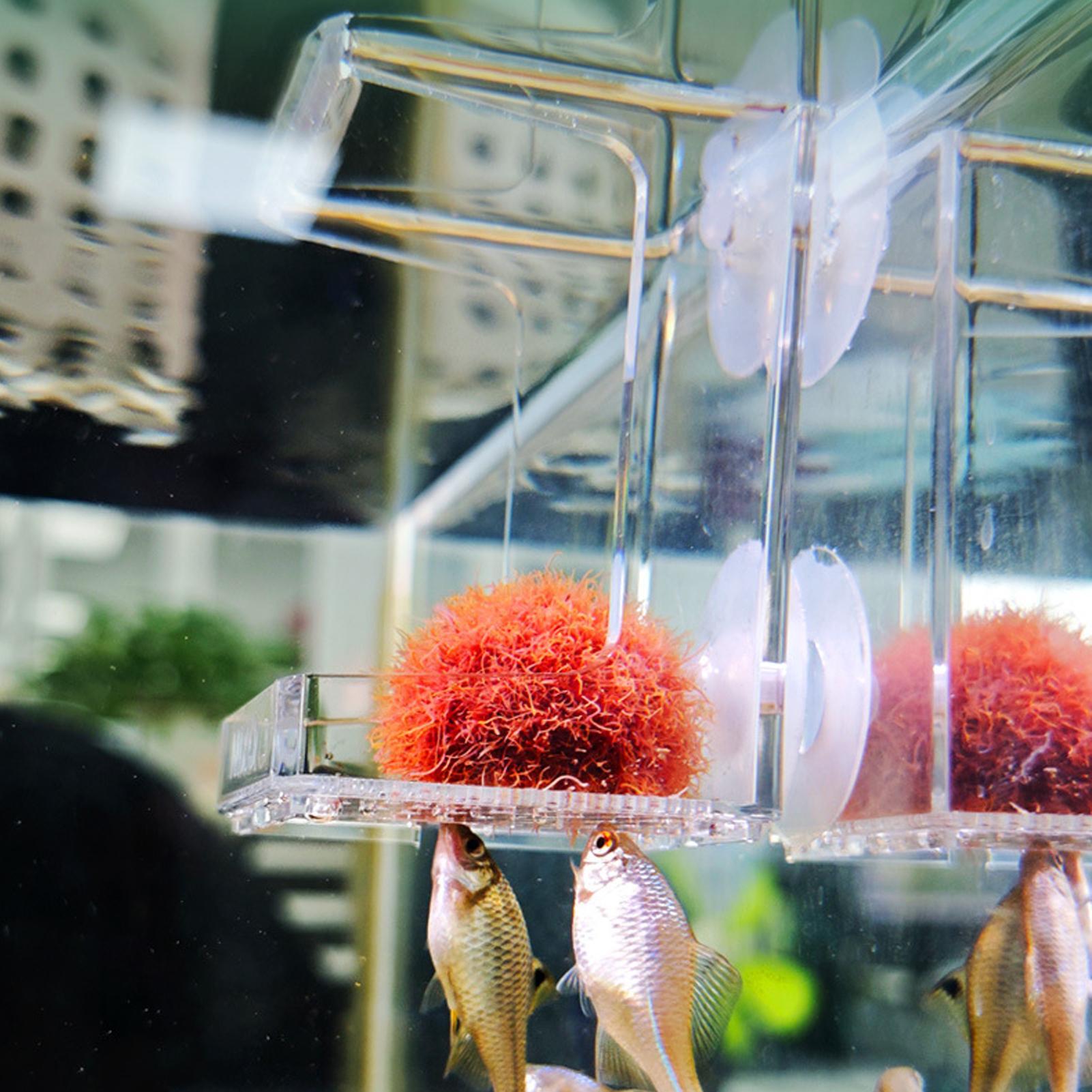Tetra Fish In Aquarium - Akvaryum Besleyici Vantuzlu Akvaryum Besleme Tepsisi