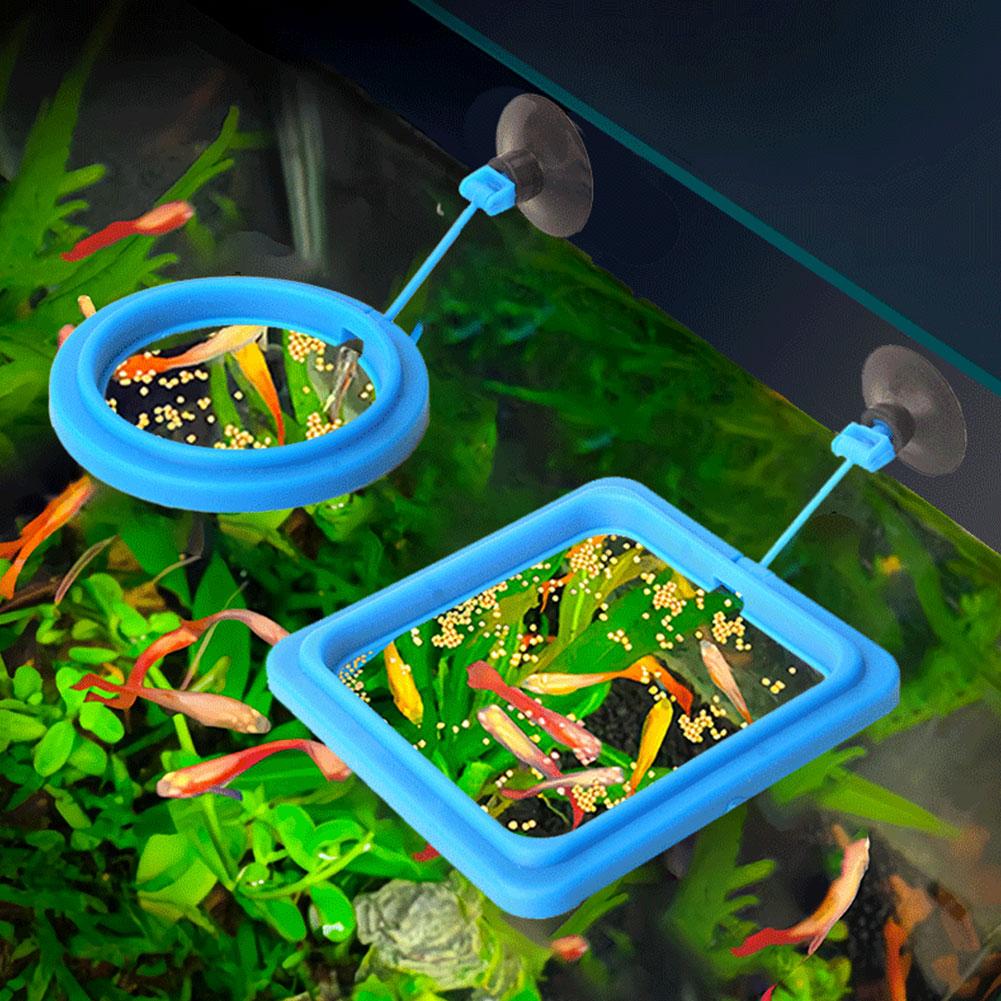 Balık Yemi Dağıtıcı Halka, Bal - Tetra Fish In Aquarium incelemesi ve fiyatı