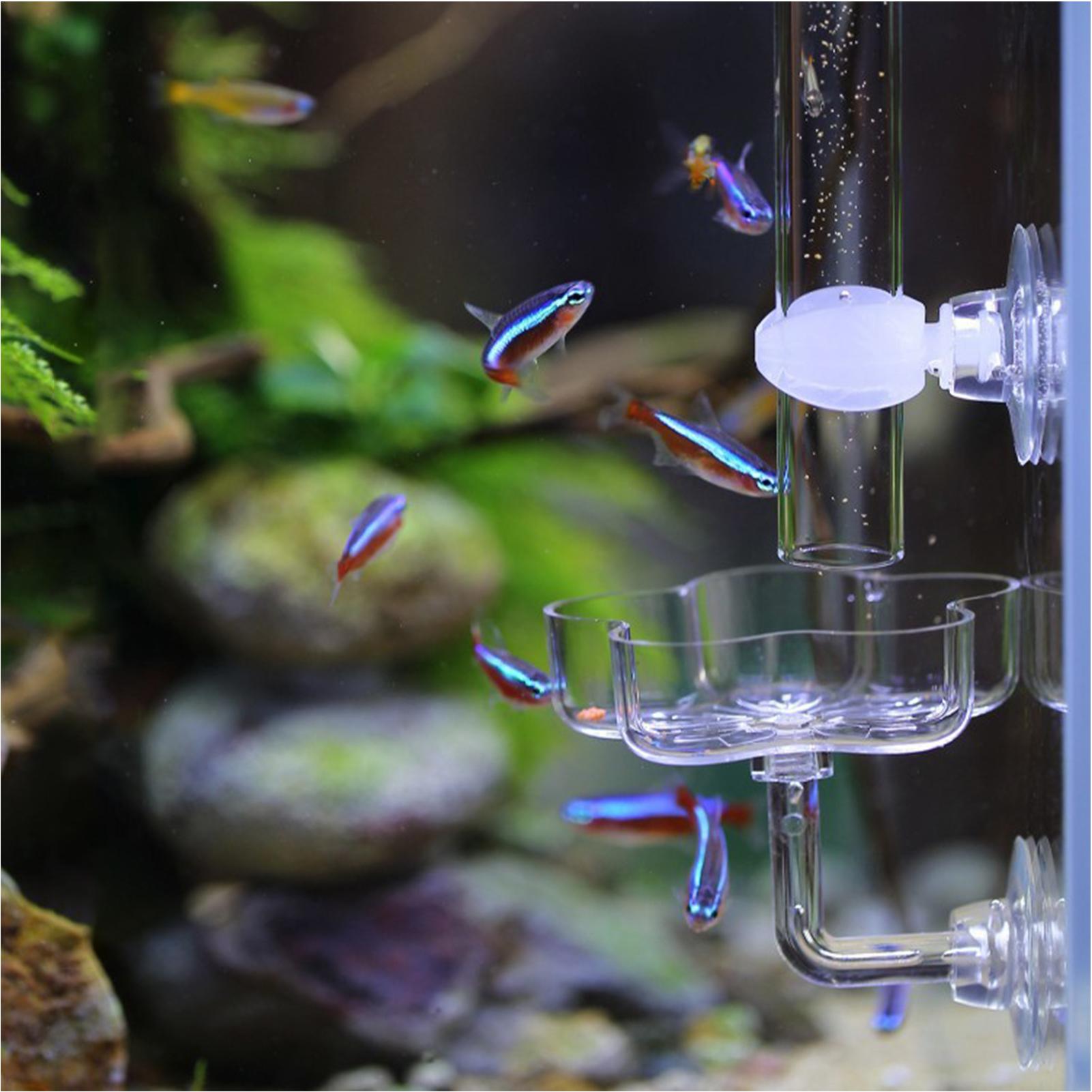 Akvaryum Besleyici Vantuz Çiçe - Tetra Fish In Aquarium incelemesi ve fiyatı