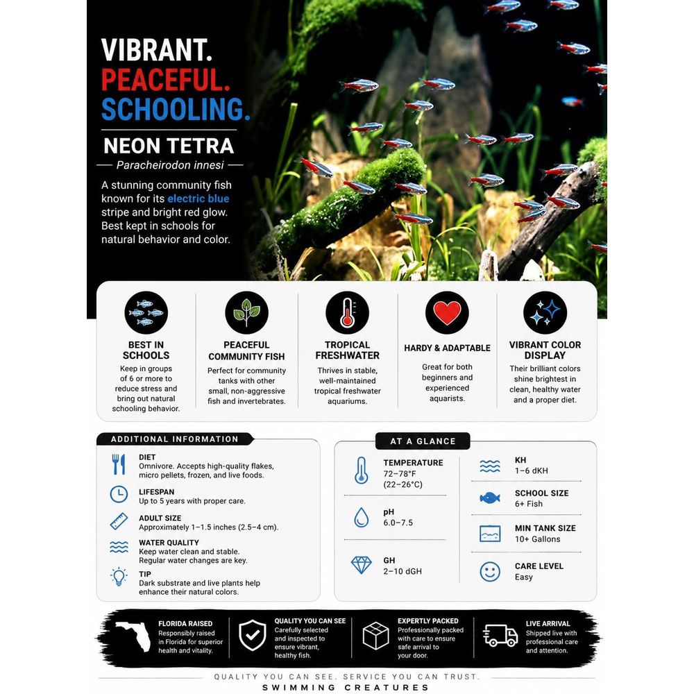 Tatlı Su Neon Tetra Balığı (Bo - Tetra Fish In Aquarium incelemesi ve fiyatı
