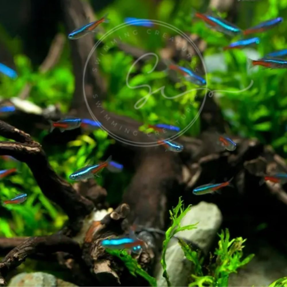 Tatlı Su Neon Tetra Balığı (Bo - Tetra Fish In Aquarium incelemesi ve fiyatı