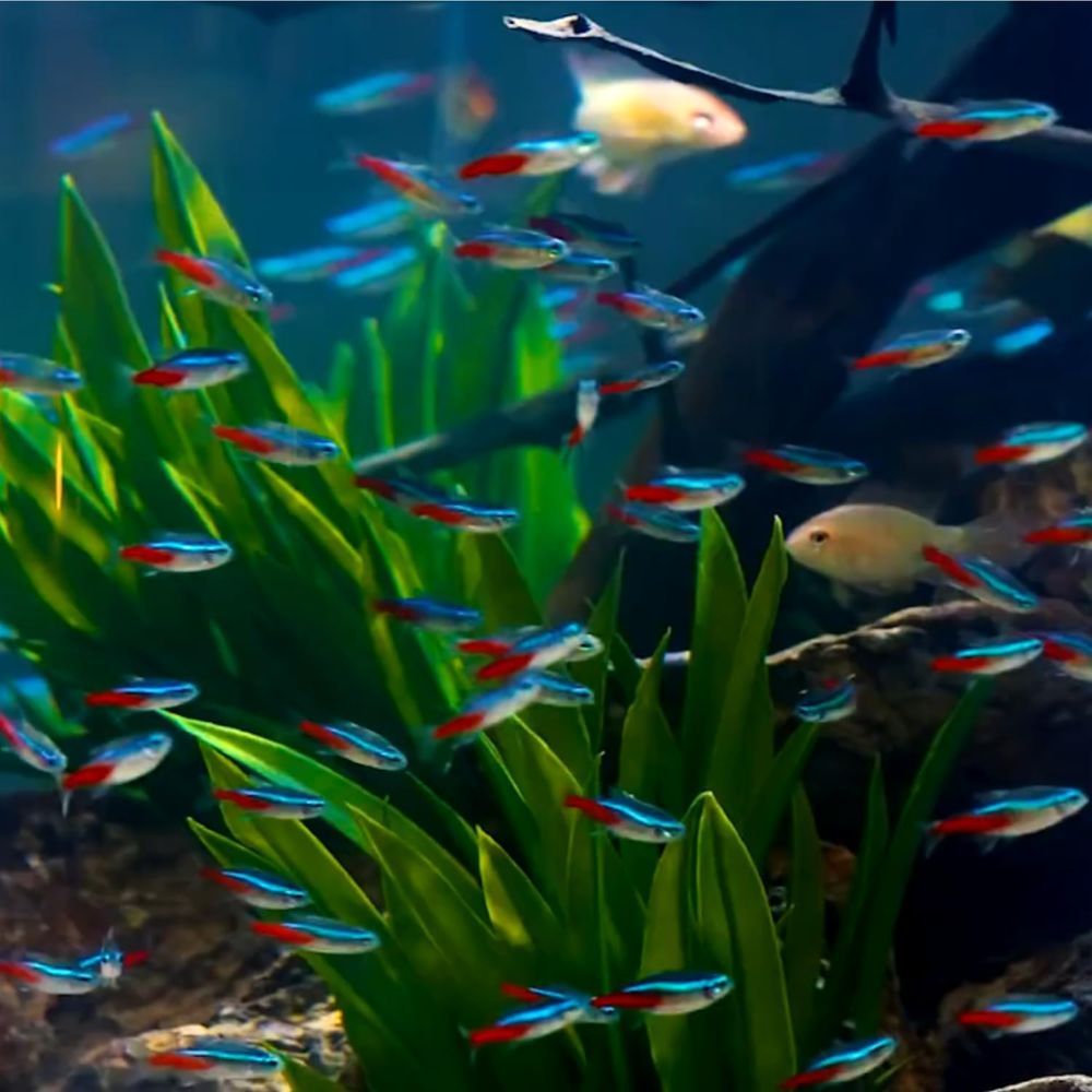 Tatlı Su Neon Tetra Balığı (Bo - Tetra Fish In Aquarium incelemesi ve fiyatı