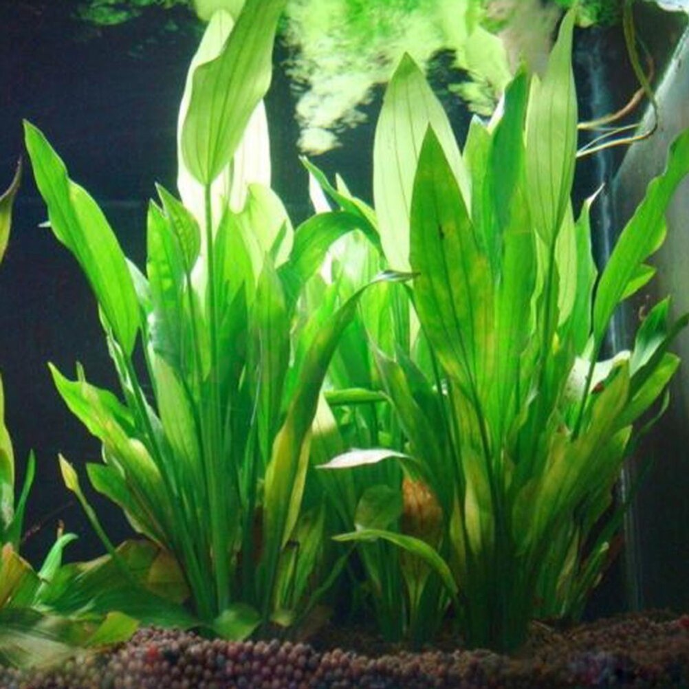 15 cm Yapay Akvaryum Dekor Bit - Aquarium Fish Artificial incelemesi ve fiyatı