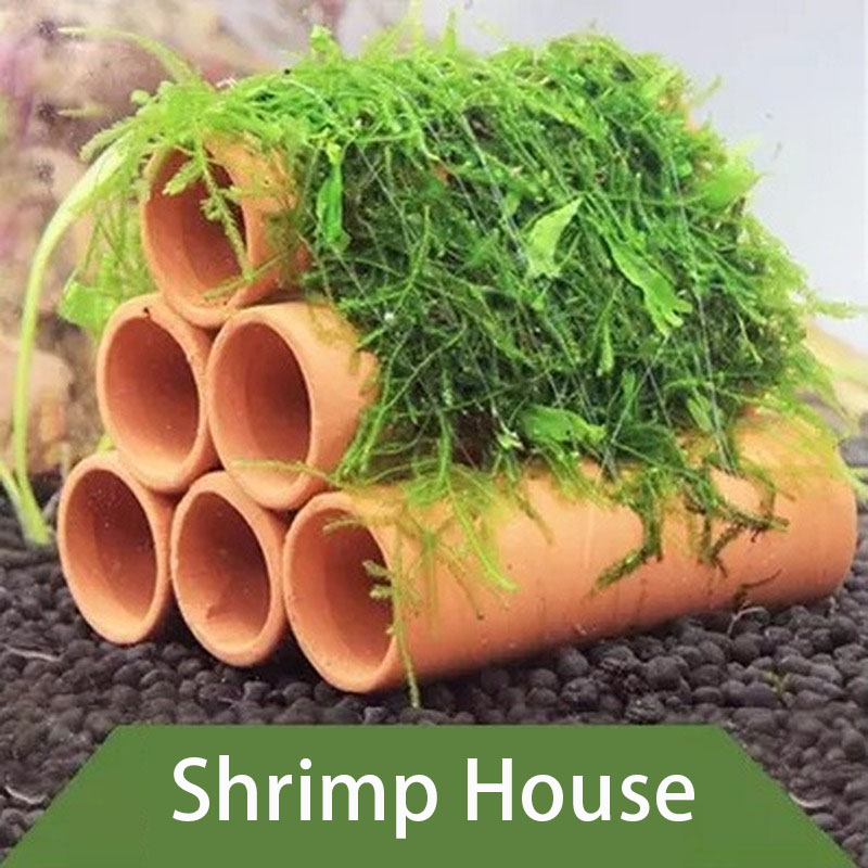 Kil Akvaryum Dekorasyon Balık  - Aquarium Fish For Sale Online incelemesi ve fiyatı