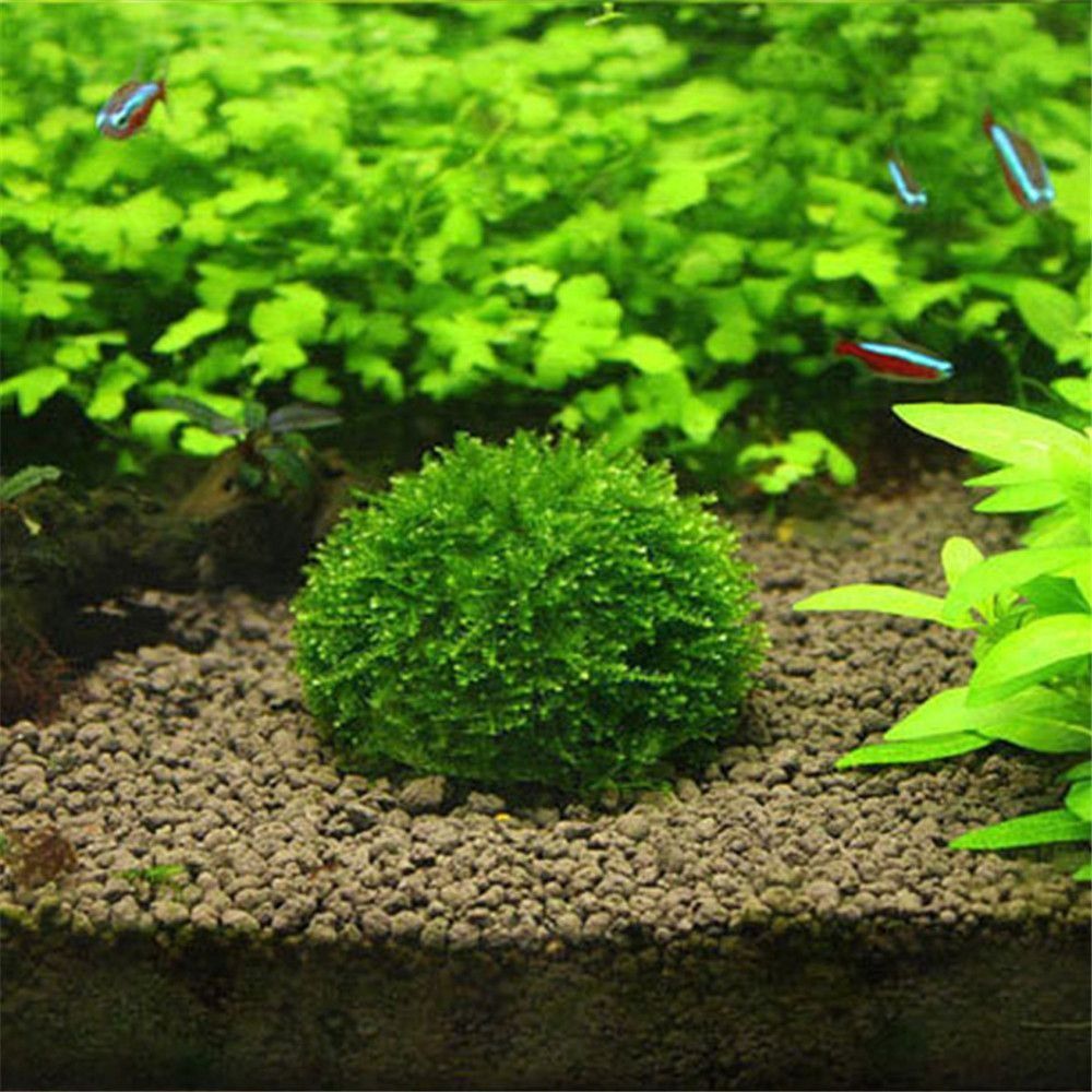 Yeni Plastik Süspansiyonlu Yos - Aquarium Fish For Sale Online incelemesi ve fiyatı