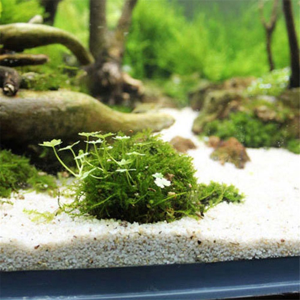 Yeni Plastik Süspansiyonlu Yos - Aquarium Fish For Sale Online incelemesi ve fiyatı